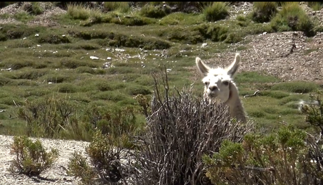 Lugares imperdibles en la Ruta 40: Abra del Acay.