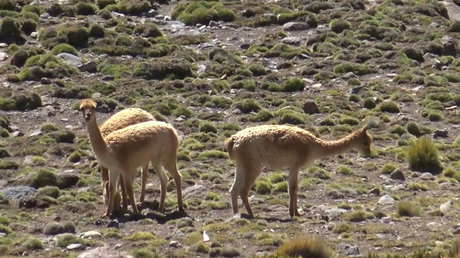Lugares imperdibles en la Ruta 40: Abra del Acay.