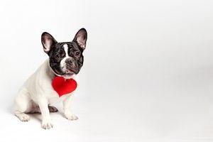 San Valentín en Mascota Planet, ideas de regalos originales para las mascotas
