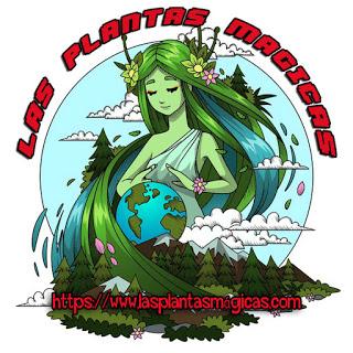 EL PODER DE LAS PLANTAS MAGICAS VideoSpot EL PODER DE LAS PLANTAS MAGICAS VideoSpot