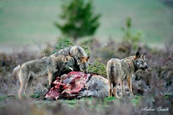 La protección del lobo y las reacciones políticas