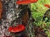 Reishi Ganoderma lucidum, hongo inmortalidad