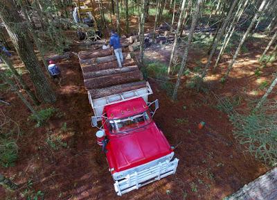 EMITE GEM REGLAS DE OPERACIÓN DE LOS PROGRAMAS DE PROBOSQUE DEL EJERCICIO FISCAL 2021