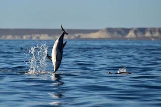 Madryn en verano y con Delfines Madryn en verano y con Delfines