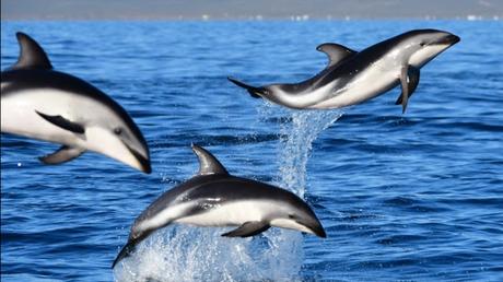 Madryn en verano y con Delfines Madryn en verano y con Delfines