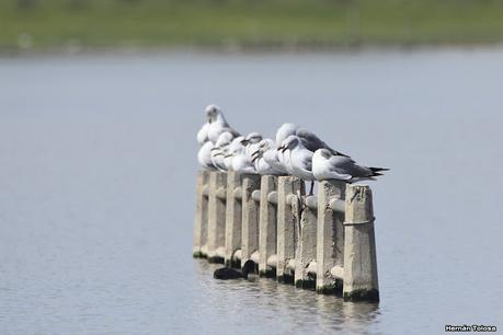 Laguna de Puán