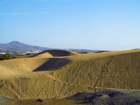 Dunas y Charca de Maspalomas: tesoros en peligro