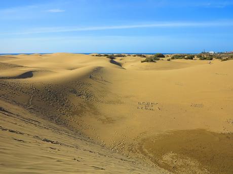 Dunas y Charca de Maspalomas: tesoros en peligro Dunas y Charca de Maspalomas: tesoros en peligro