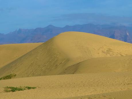 Dunas y Charca de Maspalomas: tesoros en peligro Dunas y Charca de Maspalomas: tesoros en peligro