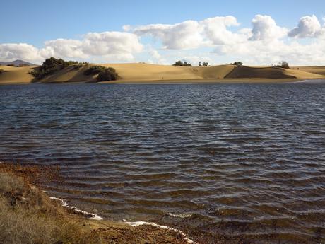 Dunas y Charca de Maspalomas: tesoros en peligro Dunas y Charca de Maspalomas: tesoros en peligro