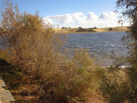 Dunas y Charca de Maspalomas: tesoros en peligro Dunas y Charca de Maspalomas: tesoros en peligro