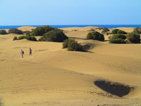 Dunas y Charca de Maspalomas: tesoros en peligro Dunas y Charca de Maspalomas: tesoros en peligro