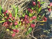 Chirca monte (Dodonaea viscosa)