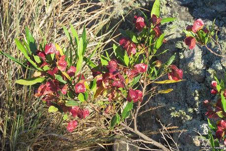 Chirca de monte (Dodonaea viscosa)