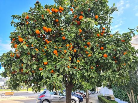 MERMELADA DE NARANJAS AMARGAS