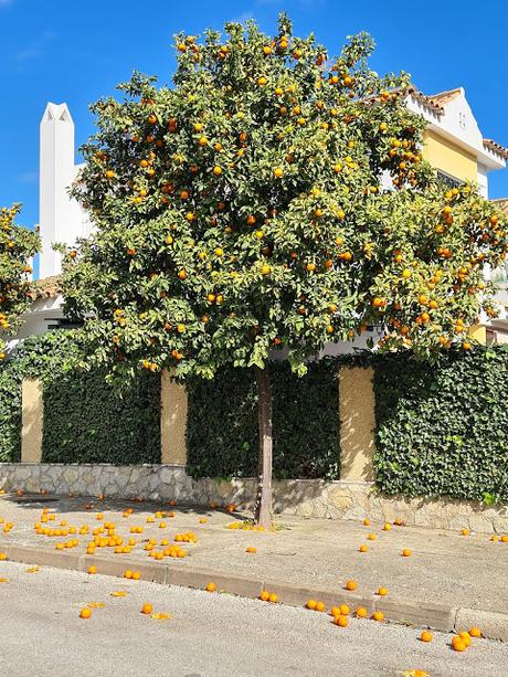 MERMELADA DE NARANJAS AMARGAS