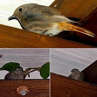 NO TE PIERDAS HOY: los últimos días de colirrojos tizones