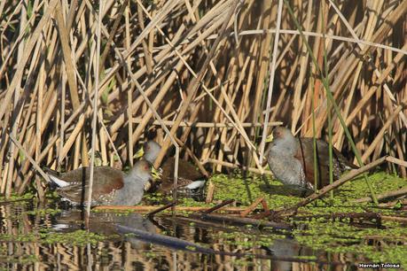 Udaondo y alrededores (julio 2020)
