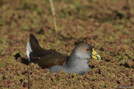 Udaondo y alrededores (julio 2020)