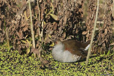 Udaondo y alrededores (julio 2020)
