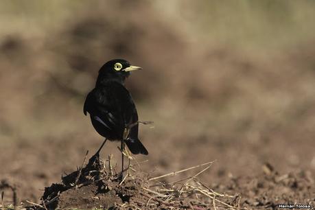 Udaondo y alrededores (julio 2020)