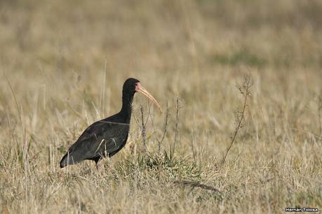 Udaondo y alrededores (julio 2020)