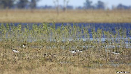 Udaondo y alrededores (julio 2020)