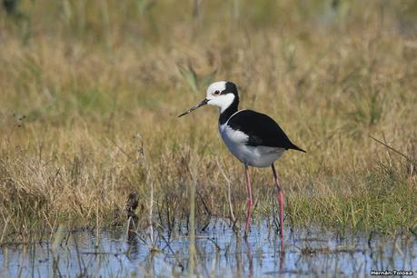 Udaondo y alrededores (julio 2020)
