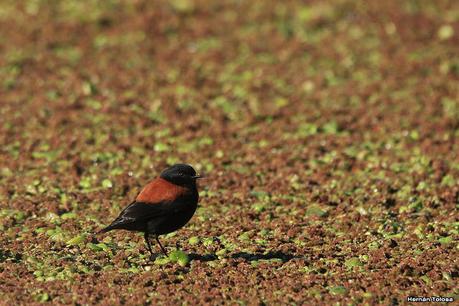 Udaondo y alrededores (julio 2020)