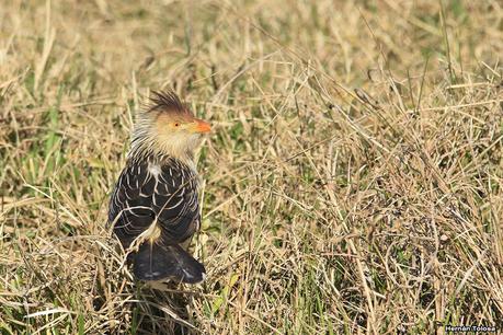 Udaondo y alrededores (julio 2020)