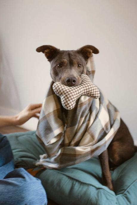 Zara lanza una colección de ropa y accesorios para perros 2