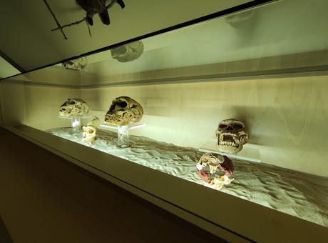 El Munic de Carracedelo incorpora 4 réplicas de cráneos a la exposición 'Darwin, el origen del hombre' 3