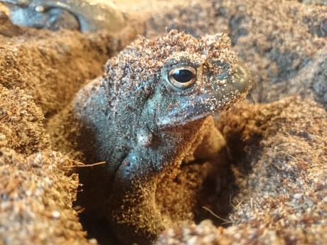 Conservacionistas suplican que dejen de “ordeñar” sapos psicodélicos