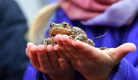 Conservacionistas suplican que dejen de “ordeñar” sapos psicodélicos