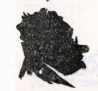 Diamantes para la Eternidad de Misha Tal (36)