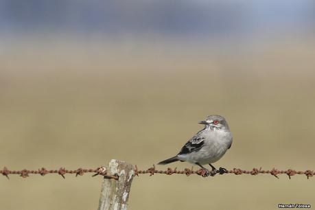 Nuevos registros de monjita gris