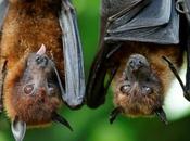 murciélagos vitales