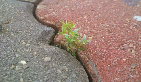 La Importancia de Perseverar