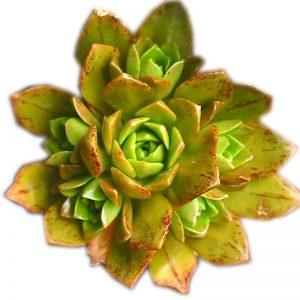 先进制造技术领域十三五规划编制中|亚博APP下载 先进制造技术领域十三五规划编制中|亚博APP下载