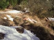 Zella feat. weyes blood "holocene"