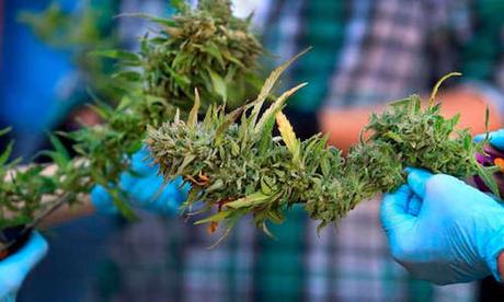Cannabis Ruderalis: una hierba con muchos más beneficios de lo que se creía