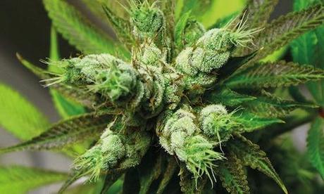 Cannabis Ruderalis: una hierba con muchos más beneficios de lo que se creía