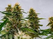 Cannabis Ruderalis: hierba muchos beneficios creía