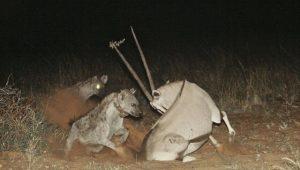 柴蔚感恩节晒自拍野生眉抢镜 网友：你的眉毛分我一半？：亚博APP下载