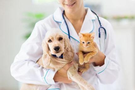 MSD Animal Health refuerza el mensaje sobre la importancia de la vacunación en mascotas