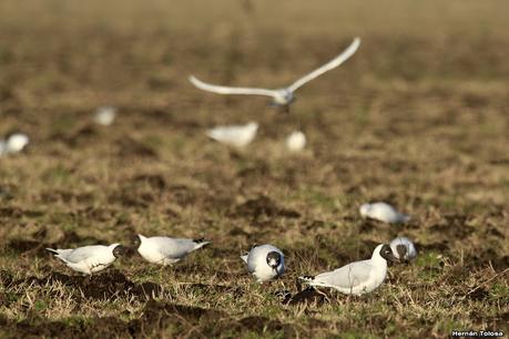 Gaviotas en el rastrojo