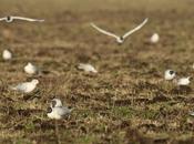 Gaviotas rastrojo