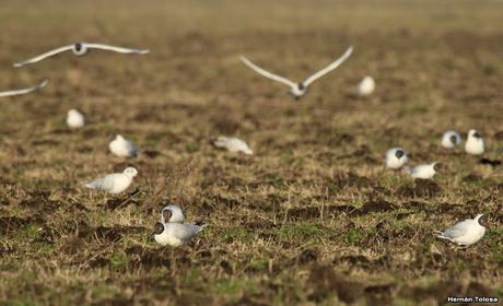 Gaviotas en el rastrojo