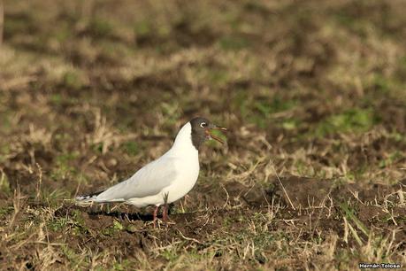 Gaviotas en el rastrojo