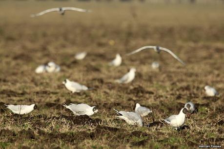 Gaviotas en el rastrojo